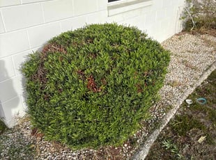 Bush Trimming by Joshua Kaiser for Nora B. in Sun City Center, FL