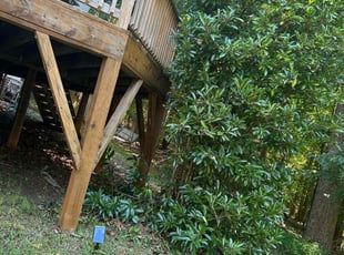 Bush Trimming by Brandon Chapman for Doug M. in Raleigh, NC