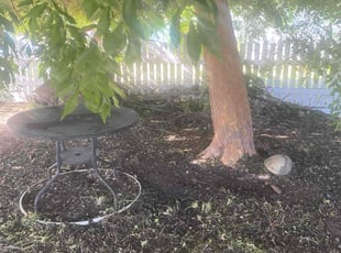 Leaf Removal by Michael Leftridge for Marq C. in Richmond, CA