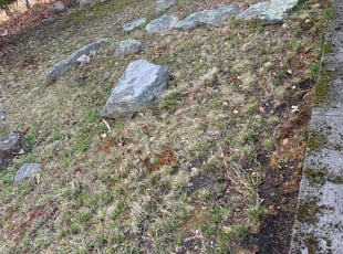 Leaf Removal by Carol Hughes for Arthur B. in Shrewsbury, MA
