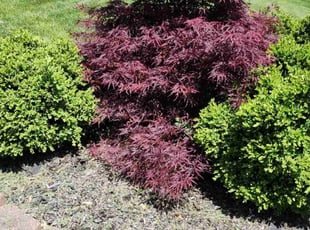 Weeding by Lawrence Tischler for Andrew M. in Hamilton, OH