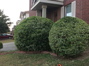 Bush Trimming by Greg Hopper for Gary P. in Universal City, TX