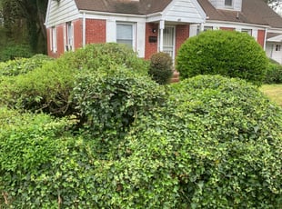 Myra I.'s Bush Trimming service result