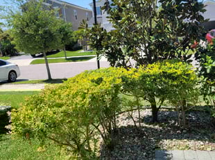 Bush Trimming by Sophia Johnson for Gustavo H. in Wesley Chapel, FL