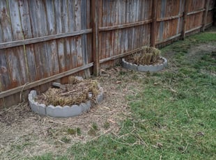 Bush Trimming by Adam Herridge for Sharon L. in Wichita, KS