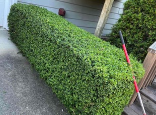 Bush Trimming by Kenneth Goodwin for Adam G. in University Place, WA