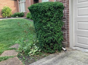 Bush Trimming by Robert Munsey for Duane T. in Lexington, KY