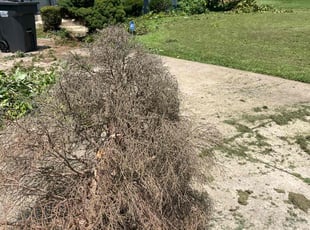 Ayana w.'s Bush Trimming service result