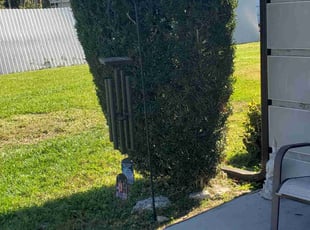 Bush Trimming by Curtis Campbell for Saleemah S. in Sarasota, FL