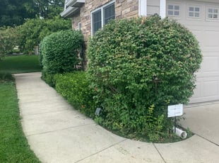 Bush Trimming by Alexander Harrington for Donnis R. in Urbandale, IA