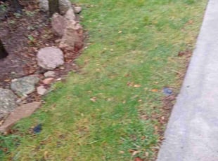 Leaf Removal by Shanita Brooks for Walt M. in Colorado Springs, CO