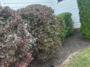 Bush Trimming by Tevin Cofield for Chad T. in Raleigh, NC