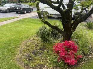 Weeding by Marcos Polanco for Keyairra W. in Allentown, PA