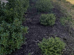 Weeding by Juliana Ledezma for Cody S. in Georgetown, TX