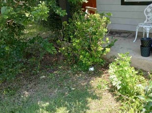 Bush Trimming by Vincent Vasquez for Coleen M. in San Antonio, TX