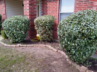 Bush Trimming by Tim Burnett for Eva R. in Rockwall, TX