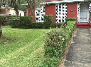 Bush Trimming by Jose Martinez for Darryl M. in Tallahassee, FL