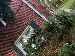 Bush Trimming by Journey Heal for Amber P. in Washington, DC