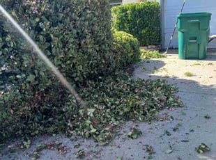 Bush Trimming by Dustyn Roberts for Ernesto R. in San Diego, CA