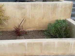 Bush Trimming by George Islas for Ruben V. in Huntington Beach, CA