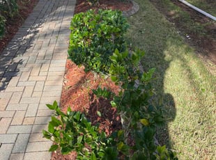 Bush Trimming by Ramon Taguja for Jeniqua A. in Ruskin, FL