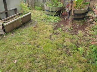 Cleanups by Jeffrey Preece for Deena P. in Tigard, OR