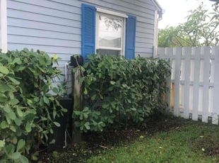 Weeding by Joseph Dinsmore for Patrice C. in West Palm Beach, FL