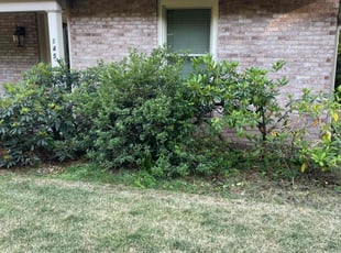 Luz N.'s Bush Trimming service result