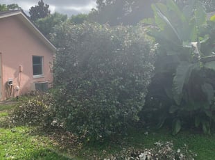 Bush Trimming by Darian Maya for Sean S. in Titusville, FL