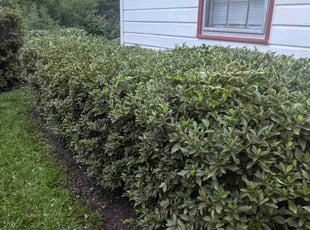 Bush Trimming by David Timmons for Shahnaz L. in Cary, NC