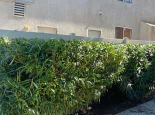 Bush Trimming by Roger Salazar for Gwendolyn W. in Corona, CA