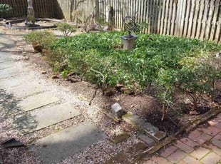 Cleanups by Francisco LARA for Alexander L. in Bethesda, MD