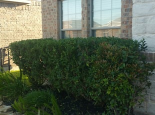 Bush Trimming by David Gourley for Jana W. in Cypress, TX
