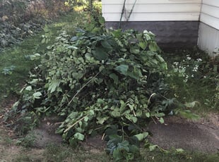Bush Trimming by Anthony Allison for David w. in Minneapolis, MN
