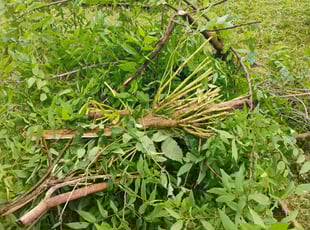 Bush Trimming by Robert Sanchez for James H. in Brazoria, TX