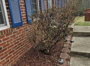 Bush Trimming by Artavius Clark for Cecil H. in Waldorf, MD