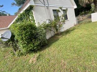 Bush Trimming by Ernso Sincere for Paul I. in Tallahassee, FL