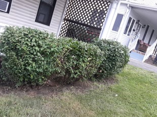 Bush Trimming by Phillip Johnson for Laura L. in Scranton, PA