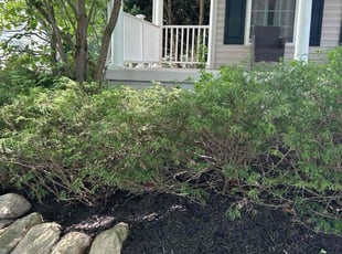 James B.'s Cleanups service result
