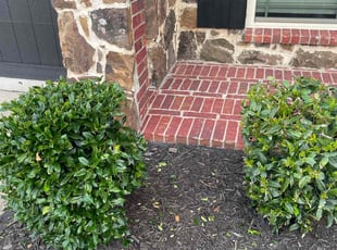 Linda D.'s Bush Trimming service result