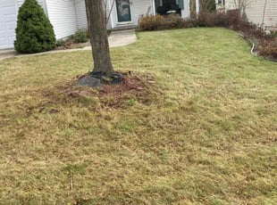 Leaf Removal by Josh Peterson for Jake M. in Madison, WI