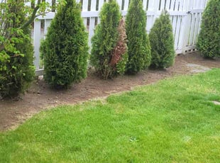 Weeding by Lakota Calkins for Janice M. in Tacoma, WA