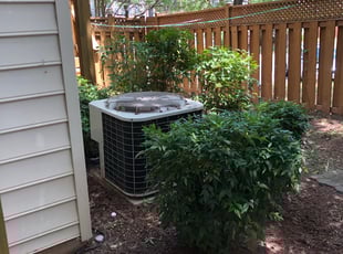 Bush Trimming by Alesandre Duarte for Surya J. in Ashburn, VA