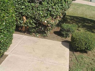 Bush Trimming by Brian Dudley for Glen C. in Arlington, TX