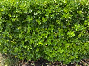 Bush Trimming by Ted Reimel for Kim N. in Mount Royal, NJ