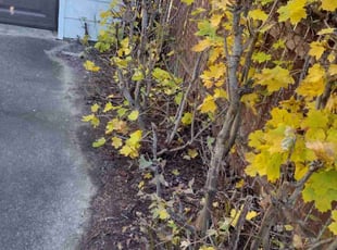 Cleanups by Mary Esparza for Yashbir D. in Redford Charter Township, MI