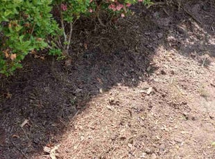 Weeding by Debbie Carper for Deitre S. in Chesapeake, VA