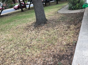 Leaf Removal by Hector Espinosa for Chris M. in Austin, TX
