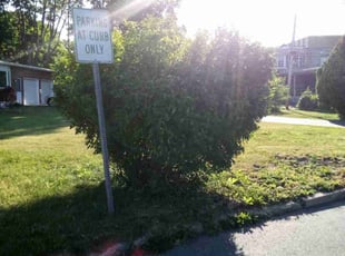 Bush Trimming by Saundra Davis-Lue for Leon K. in Harrisburg, PA