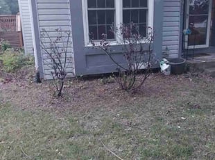 Kristin C.'s Bush Trimming service result